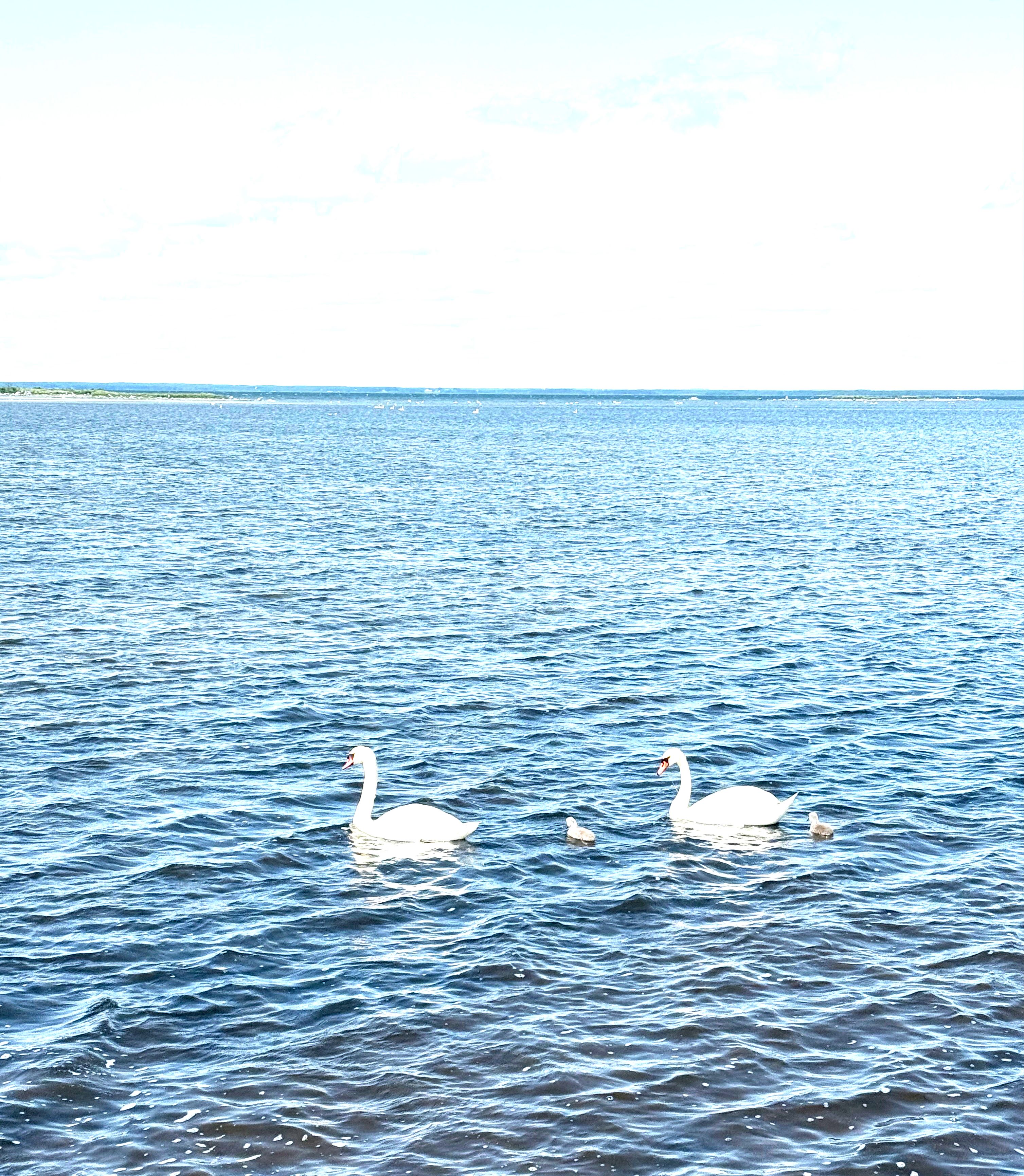 Svanar vid Beijershamn