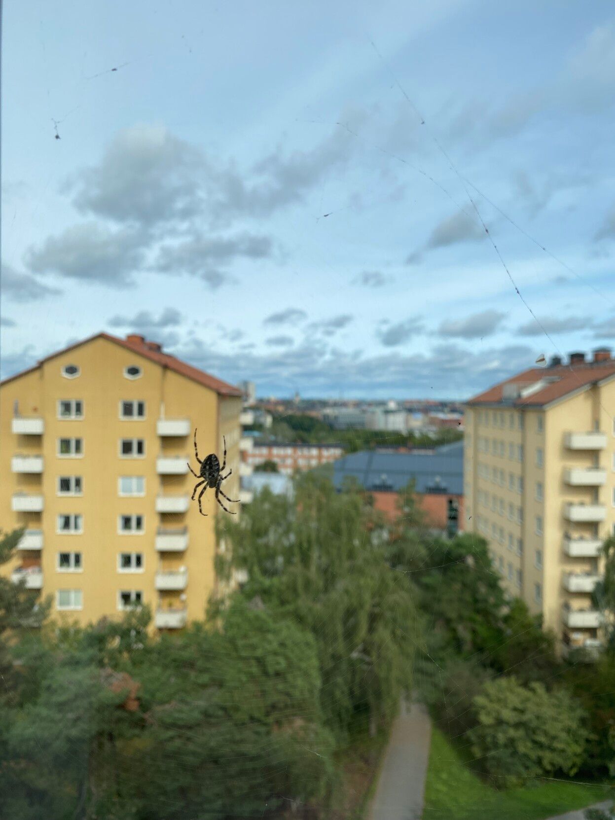 Spindel