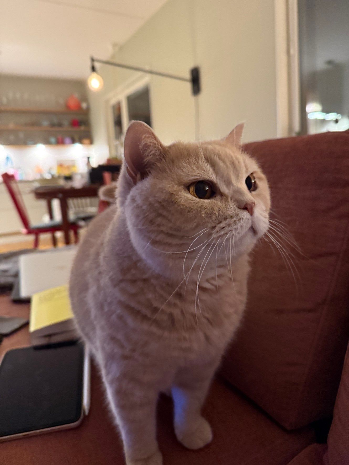Whiskers